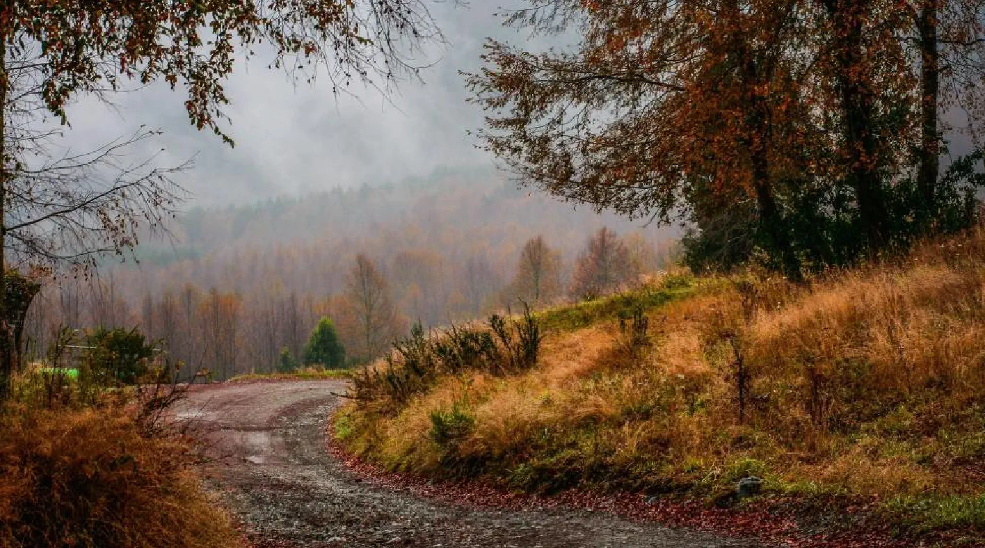 Misty forest path symbolizing the journey from overthinking back into emotional clarity