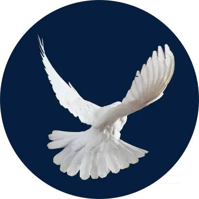 White dove representing Reena B.'s emotional release, healing, and spiritual transformation during her Releasing Hypnosis session